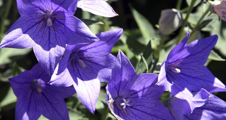 Balloon flowers produce several flowers on one stem.