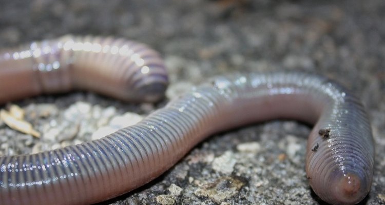 Earthworms don't have to travel far to find a suitable mate.