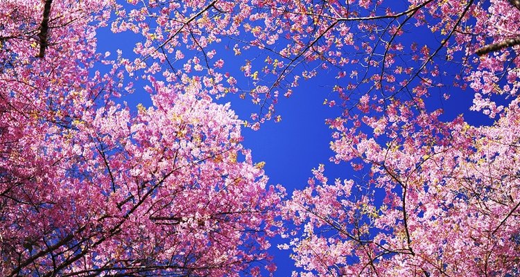 Flowering cherries commonly blossom in the spring before the leaves form.