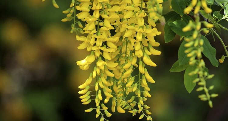 The laburnum produces long, golden-yellow flowers.
