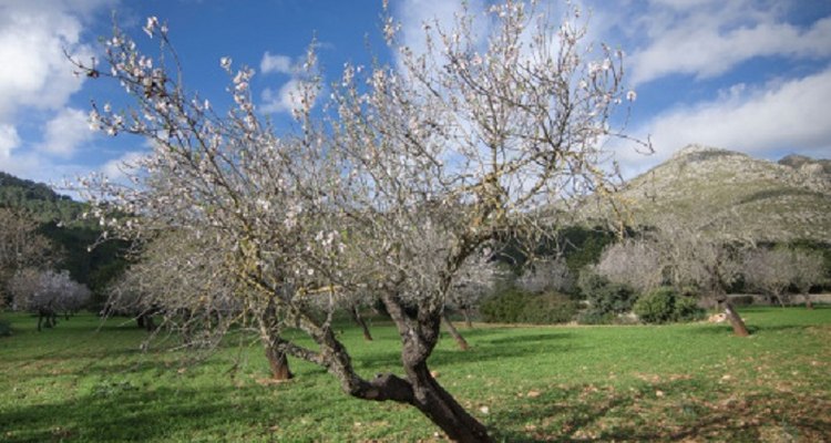 Almond trees should be pruned to maintain health and ease of mechanical harvesting.