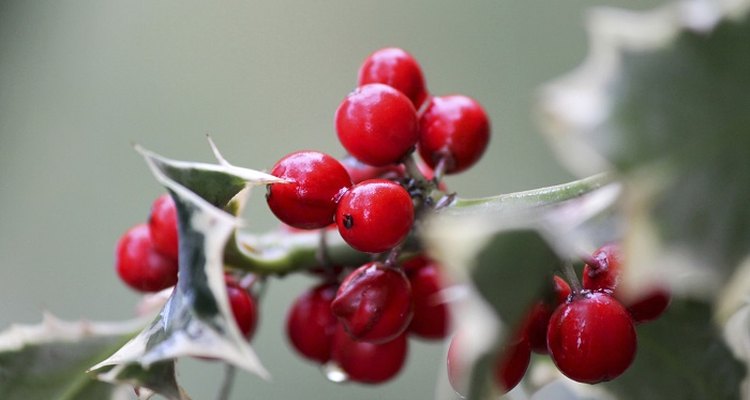Holly berries brighten the often bleak-looking landscape in the winter.