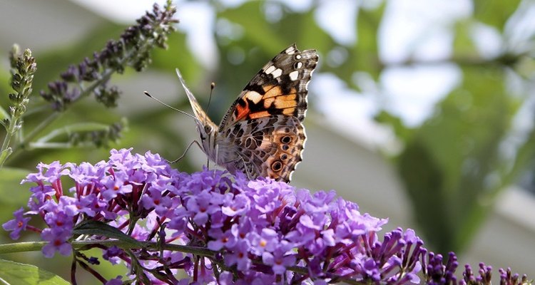 Butterflies and bees love buddleia plants.