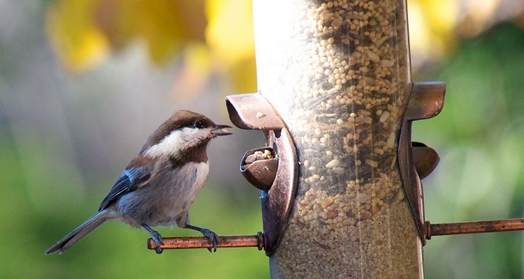 Place a baffler under or above your feeder.
