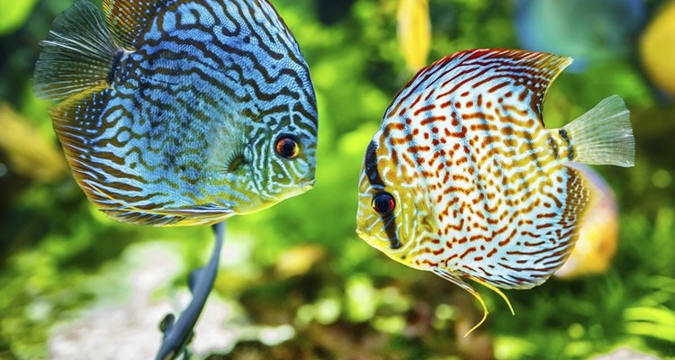 Transfira o peixe fecundado para outro aquário