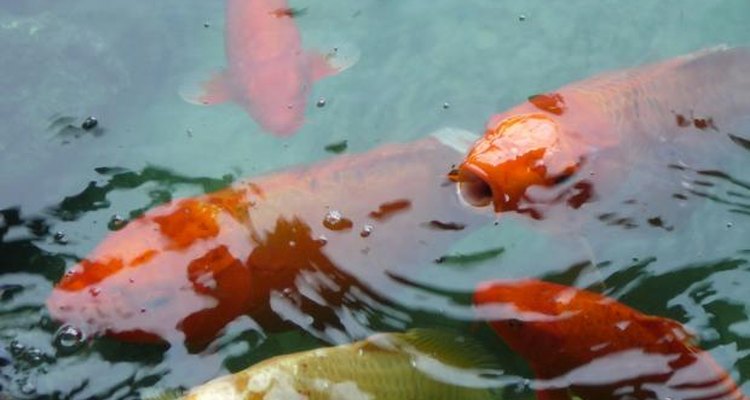 Los peces utilizan el aire disuelto por "aireación" en el agua para vivir.