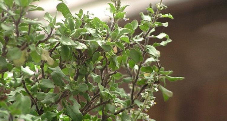 The holy basil is also used in Thai cuisine.
