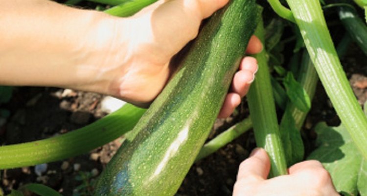 A healthy, ripe courgette is dark green in colour.