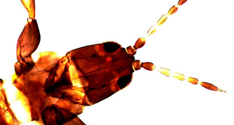 Thunderbugs are also known as thrips, thripids or thunderflies.