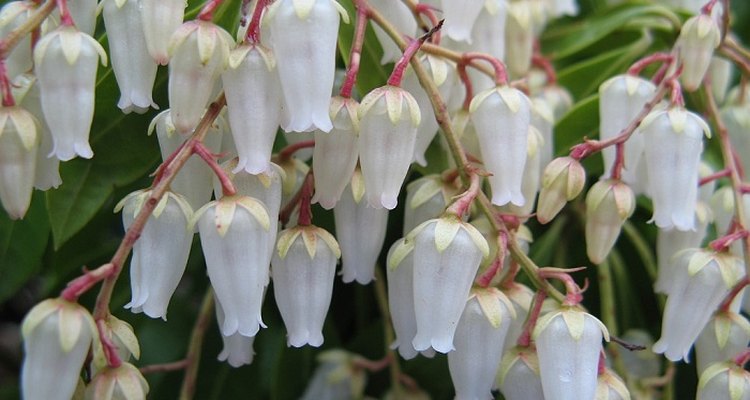 Rooted Pieris cuttings perform best in high-quality potting soil.