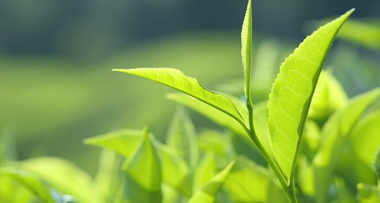 Tea tree plants thrive in hot climates so grow them under glass in the UK.