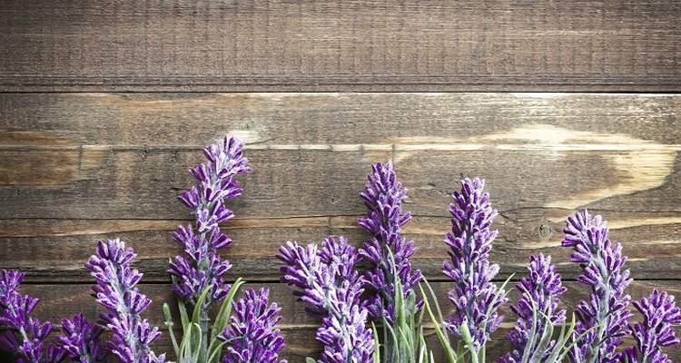 Luxurious flowers are one of the joys of growing lavender.