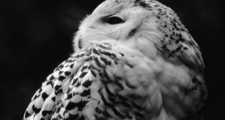 Owls produce pellets about 20 hours after they eat.