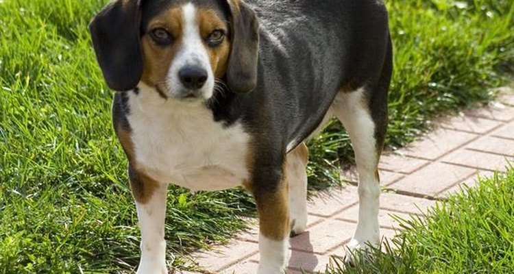 Al beagle Clover le encanta husmear todo y a todos.