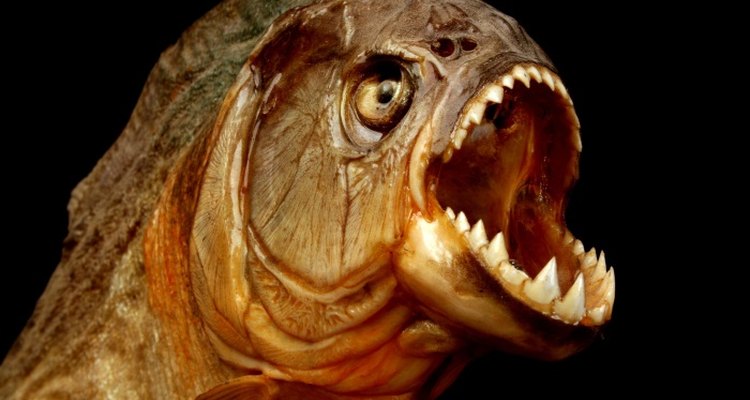 Demonstrate the horror of a piranha attack with this homemade costume.