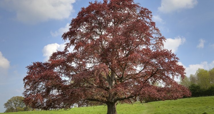 The copper beech is a familiar feature in the English landscape.
