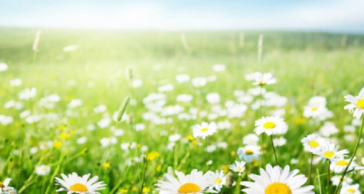 Regardless of species, all daisies can be classed as sexual or asexual reproducers.
