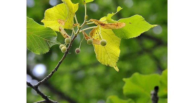 Hoja de tilo acorazonada.