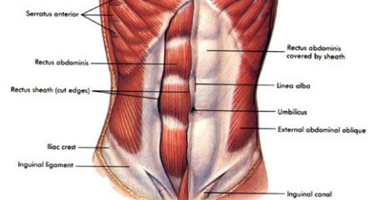 how-do-abdominal-muscles-work