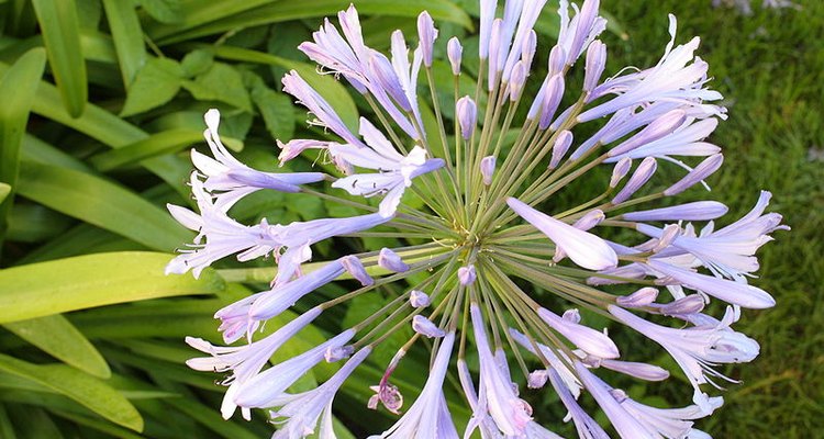 Problems With Agapanthus