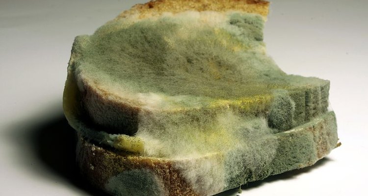 How Does Mold Grow on Bread?