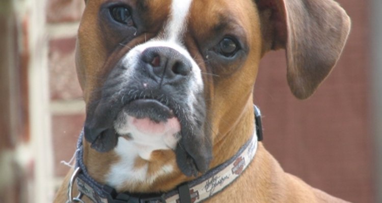 Eye Problems In A Boxer Dog