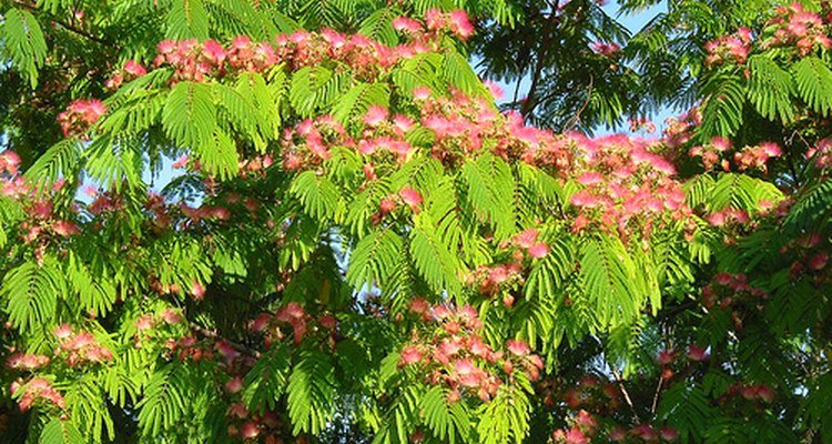 Mimosa Tree Facts