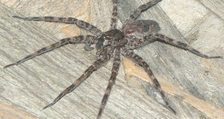 How to identify Arkansas spiders