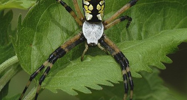 How to identify Arkansas spiders