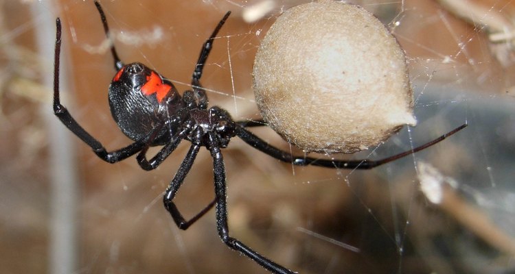 How to identify Arkansas spiders