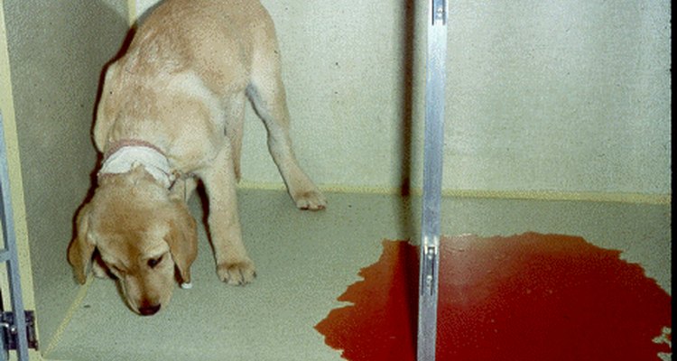 How to Treat Rectal Bleeding in Puppies