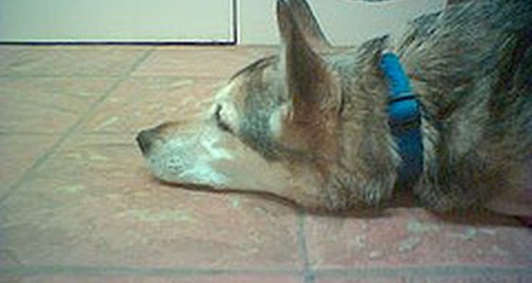 dog pica deficiency dog pica deficiency