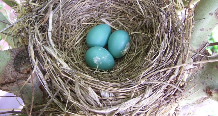 Birds Laying Eggs – Telegraph