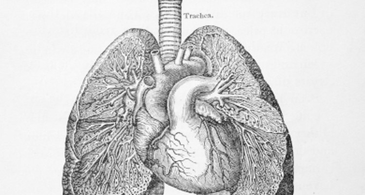 Why Does the Right Lung Have 3 Lobes and the Left 2?