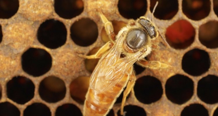 How to build a bee queen excluder