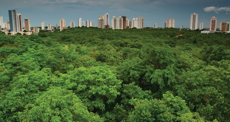 No Parque Mãe Bonifácia, é possível avistar saguis que cruzam a trilha de corrida