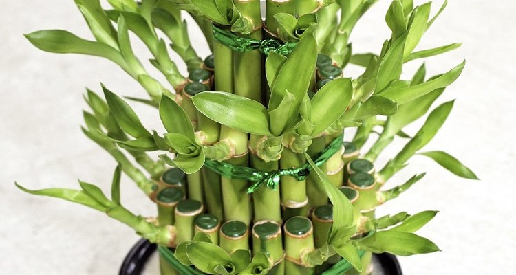 How to grow bamboo in pots