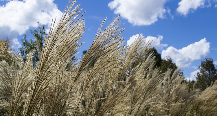 Allergic skin reaction to Pampas Grass