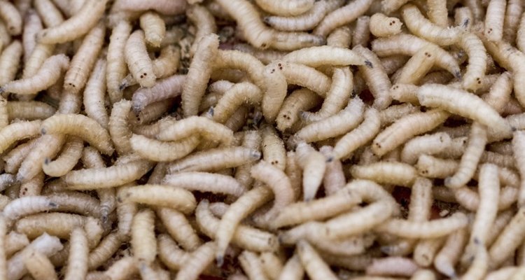 causes-treatments-for-maggots-hunker