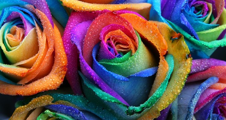 How to grow a rainbow rose