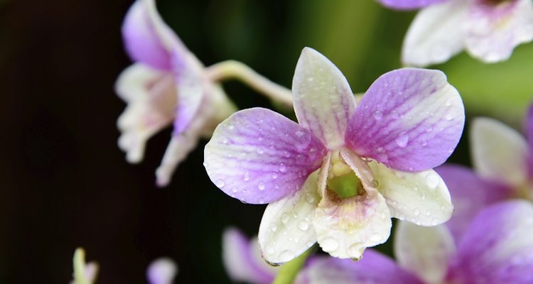 How to prune dendrobium orchids