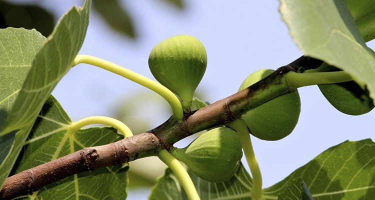 How to prune fig trees