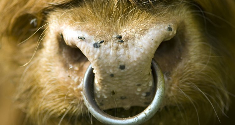 Why do bulls have rings in their noses?