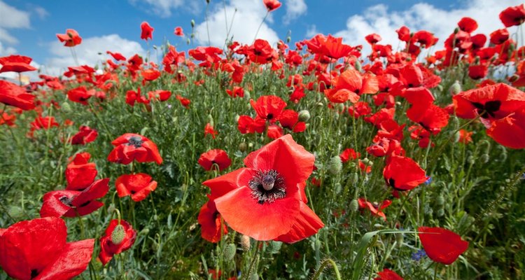 The difference between oriental poppies & opium poppies