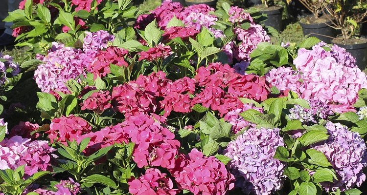 When to plant hydrangeas?