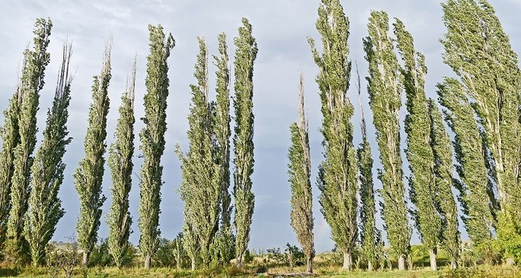 poplar-tree-growth-rate