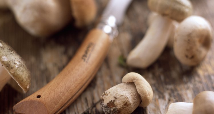 Cogumelos porcini podem trazer o sabor umami de carnes e legumes