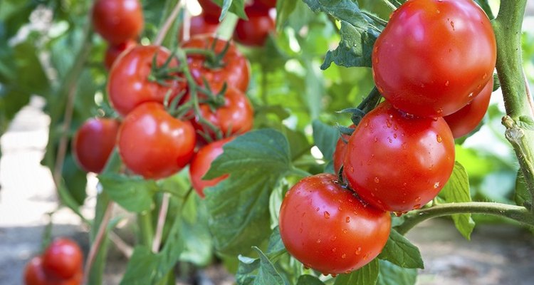 How to grow tumbling tomatoes