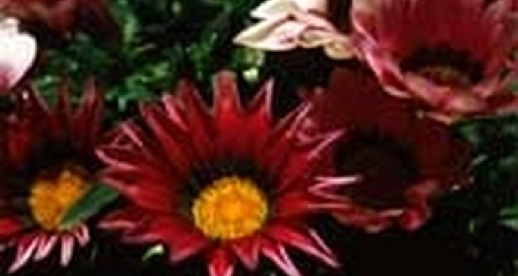 Cultiva la gazania.