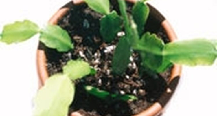 Propaga plantas suculentas a partir de esquejes.